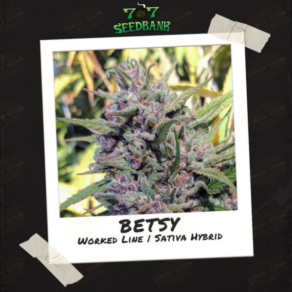Betsy by 707 Seed Bank