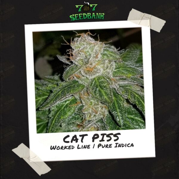 Cat Piss by 707 Seed Bank