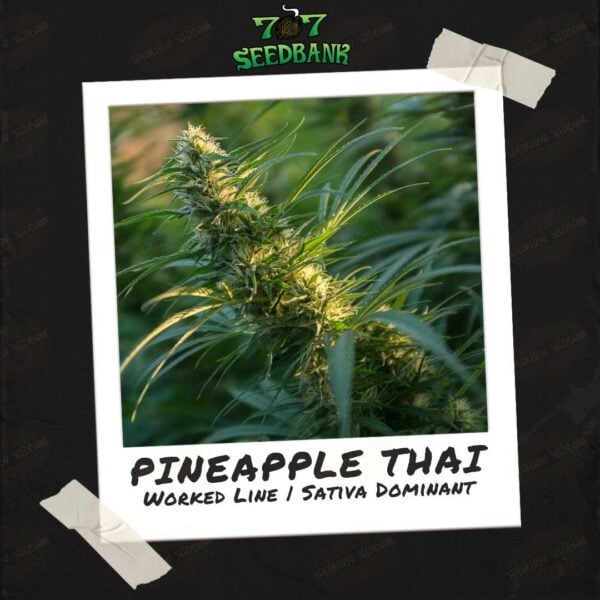 Pineapple Thai by 707 Seed Bank