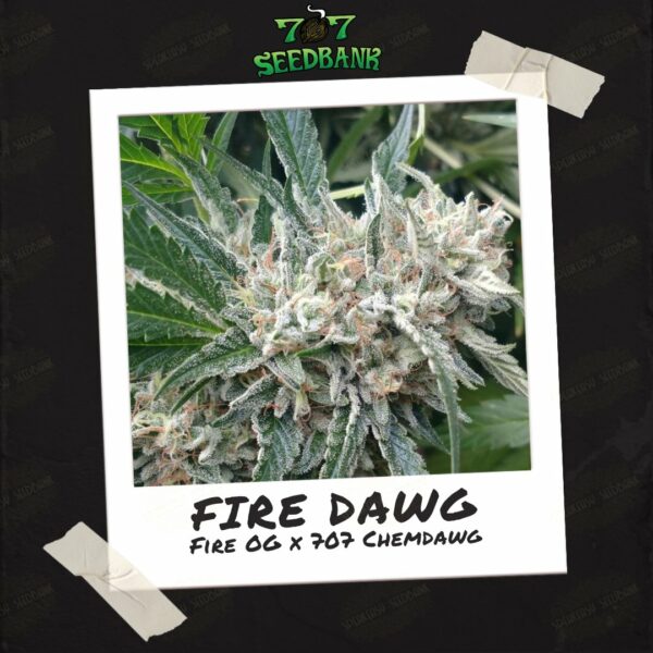 Fire Dawg by 707 Seed Bank