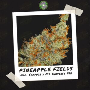 Pineapple Fields by Dynasty Genetics