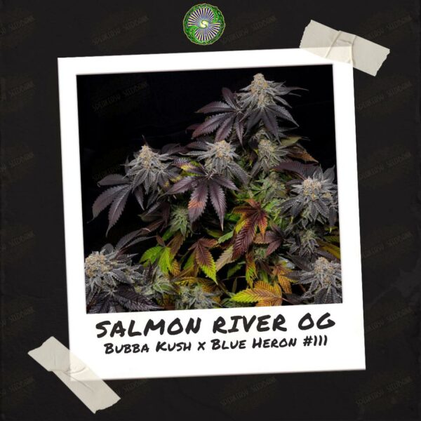 Salmon River OG by Dynasty Genetics