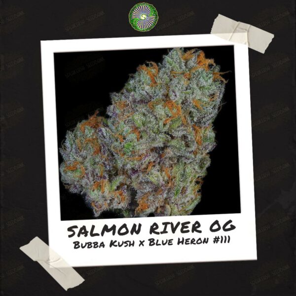 Salmon River OG by Dynasty Genetics