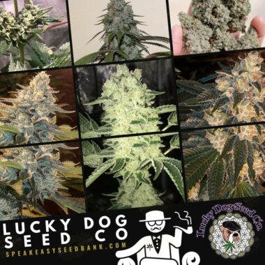 Speakeasy Seed Bank presents Lucky Dog Seed Co