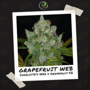 Grapefruit Web by Relic Seeds