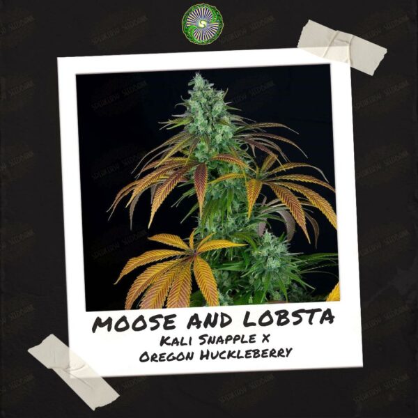 Moose and Lobsta by Dynasty Genetics