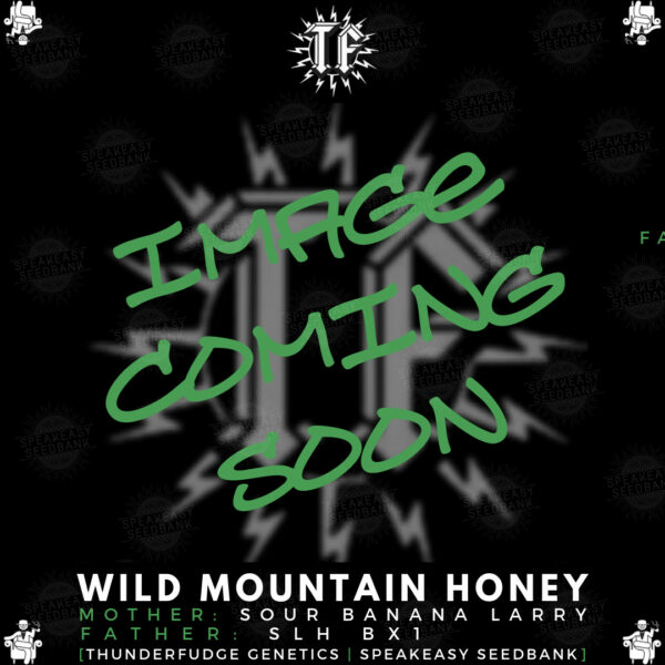 Speakeasy presents Wild Mountain Honey