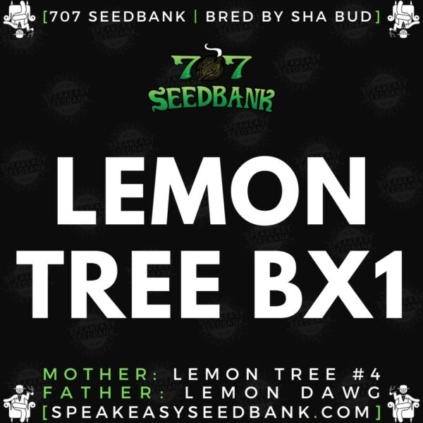 707 Seedbank presents Lemon Tree BX1