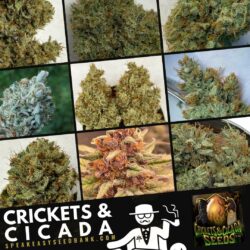 Speakeasy Seed Bank presents Crickets and Cicada