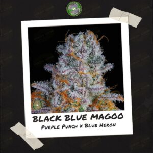 Black Blue Magoo by Dynasty Genetics