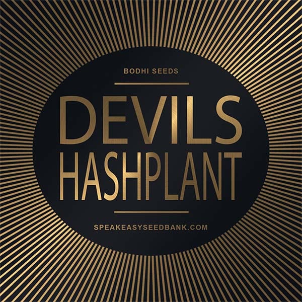 Bodhi Seeds presents Devils Hashplant