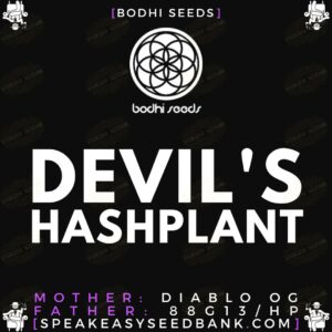 Devil's Hashplant by Bodhi Seeds