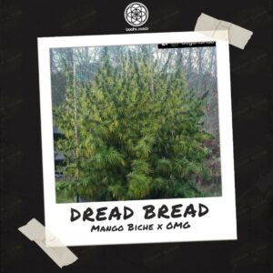 Dread Bread by Bodhi Seeds - Buy Seeds at Speakeasy Seed Bank