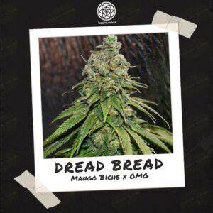 Dread Bread by Bodhi Seeds - Buy Seeds at Speakeasy Seed Bank (4)