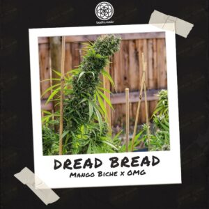 Dread Bread by Bodhi Seeds - Buy Seeds at Speakeasy Seed Bank (6)