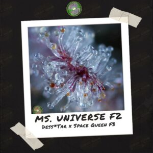 Ms. Universe F2 by Dynasty Genetics - Buy Seeds at Speakeasy Seed Bank (2)