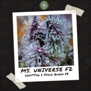 Ms. Universe F2 by Dynasty Genetics - Buy Seeds at Speakeasy Seed Bank (3)