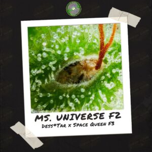 Ms. Universe F2 by Dynasty Genetics - Buy Seeds at Speakeasy Seed Bank