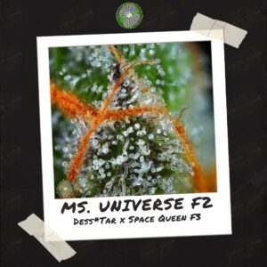 Ms. Universe F2 by Dynasty Genetics - Buy Seeds at Speakeasy Seed Bank (4)