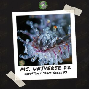 Ms. Universe F2 by Dynasty Genetics - Buy Seeds at Speakeasy Seed Bank (5)