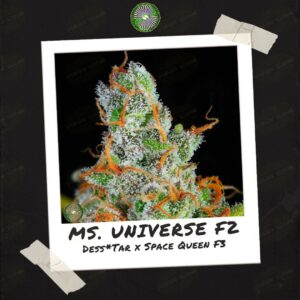 Ms. Universe F2 by Dynasty Genetics