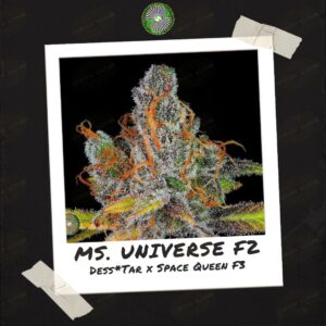 Ms. Universe F2 by Dynasty Genetics - Buy Seeds at Speakeasy Seed Bank (7)