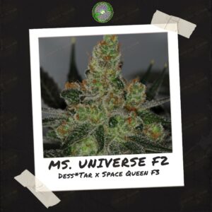 Ms. Universe F2 by Dynasty Genetics - Buy Seeds at Speakeasy Seed Bank (8)