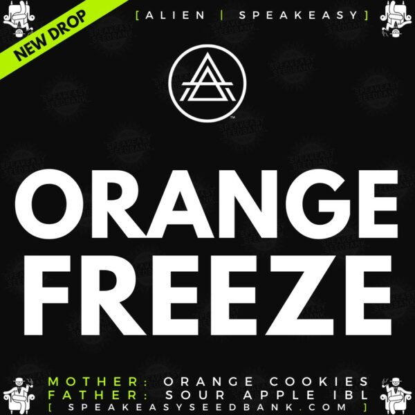 Speakeasy presents Orange Freeze