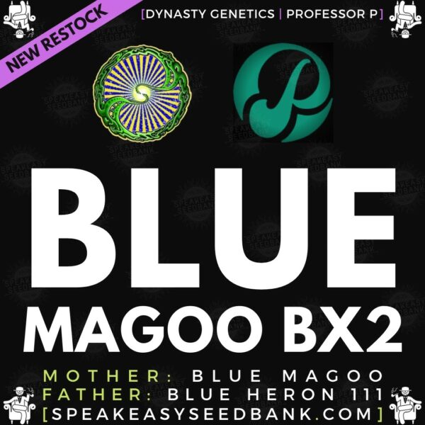 Speakeasy presents Blue Magoo BX2