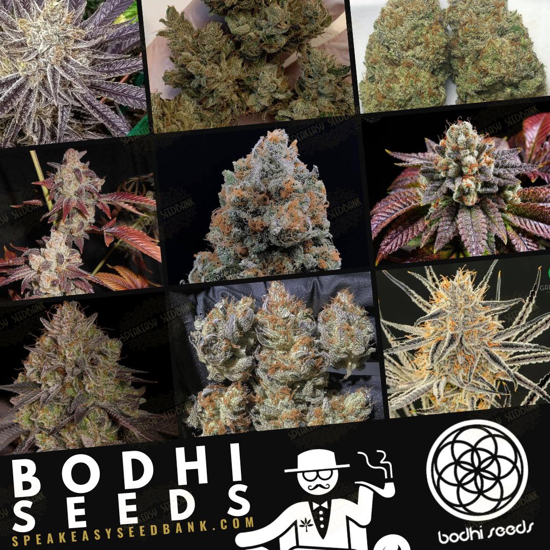 Bodhi Seeds 🧘 • Strains By @plantmoreseeds • Berner Approved
