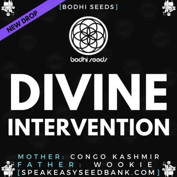 Speakeasy presents Divine Intervention