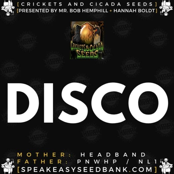 Speakeasy presents Disco by Crickets and Cicada Seeds