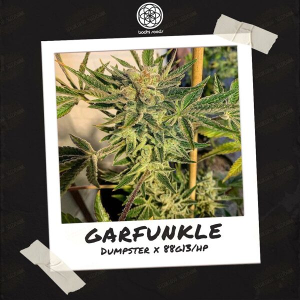Garfunkle by Bodhi Seeds.