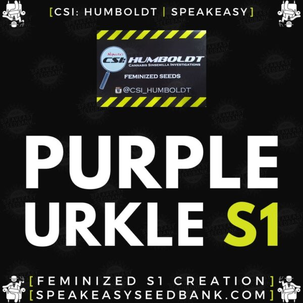 Speakeasy presents Purple Urkle S1 by CSI Humboldt
