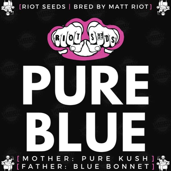 Speakeasy presents Pure Blue by Riot Seeds