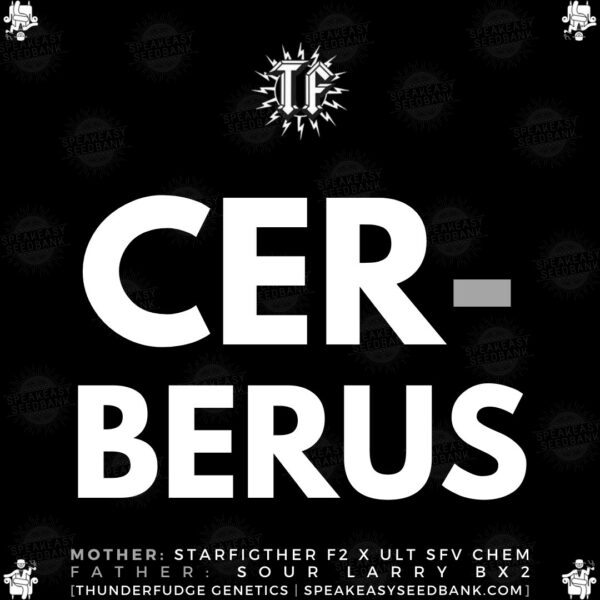 Speakeasy presents Cerberus by Thunderfudge Genetics