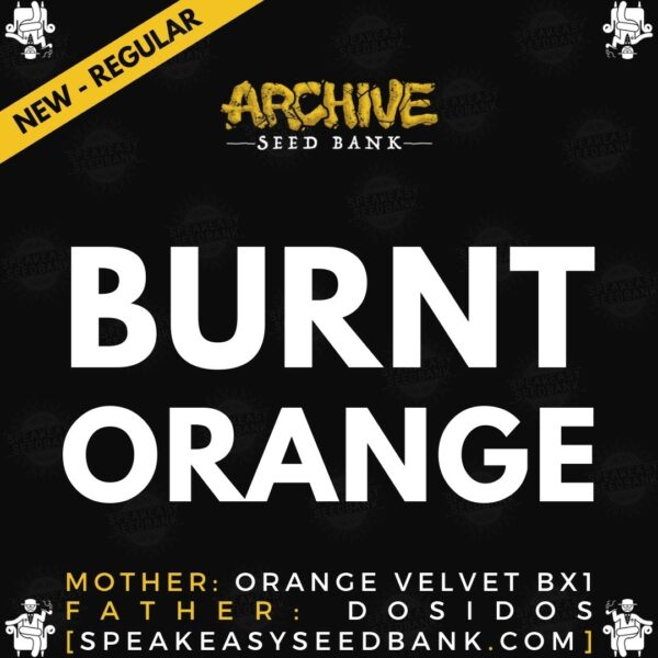 Speakeasy presents Burnt Orange by Archive Seed Bank