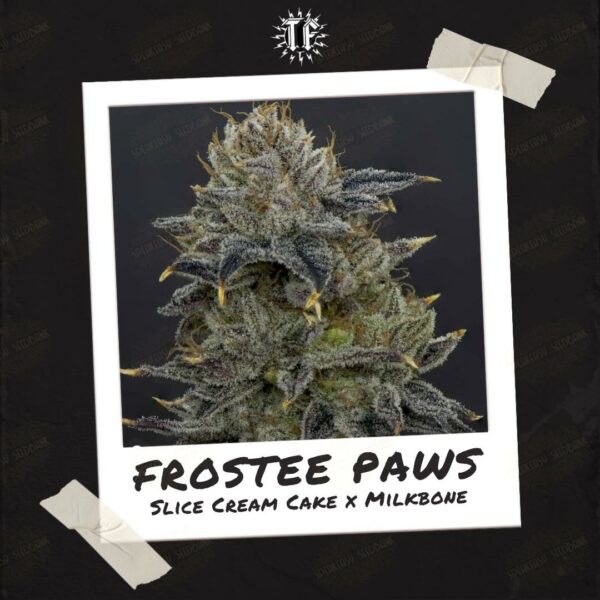 Thunderfudge Genetics presents Frostee Paws