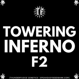 Speakeasy presents Towering Inferno F2 by Thunderfudge Genetics
