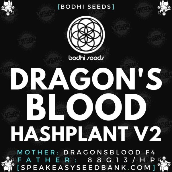 Speakeasy presents Dragon's Blood Hashplant version 2 (Bodhi Seeds)