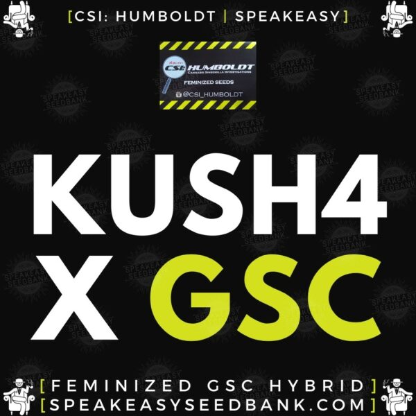 Speakeasy presents Kush 4 x GSC by CSI Humboldt (Feminized Seeds)