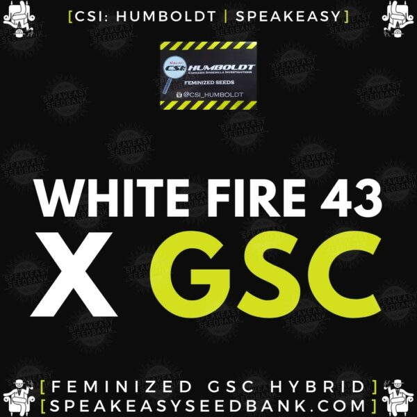 Speakeasy presents White Fire 43 x GSC (CSI Humboldt)
