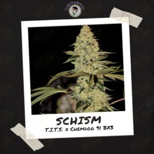 Schism by Lucky Dog Seed Co
