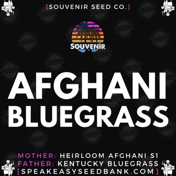 Speakeasy presents Afghani Bluegrass by Souvenir Seed Co