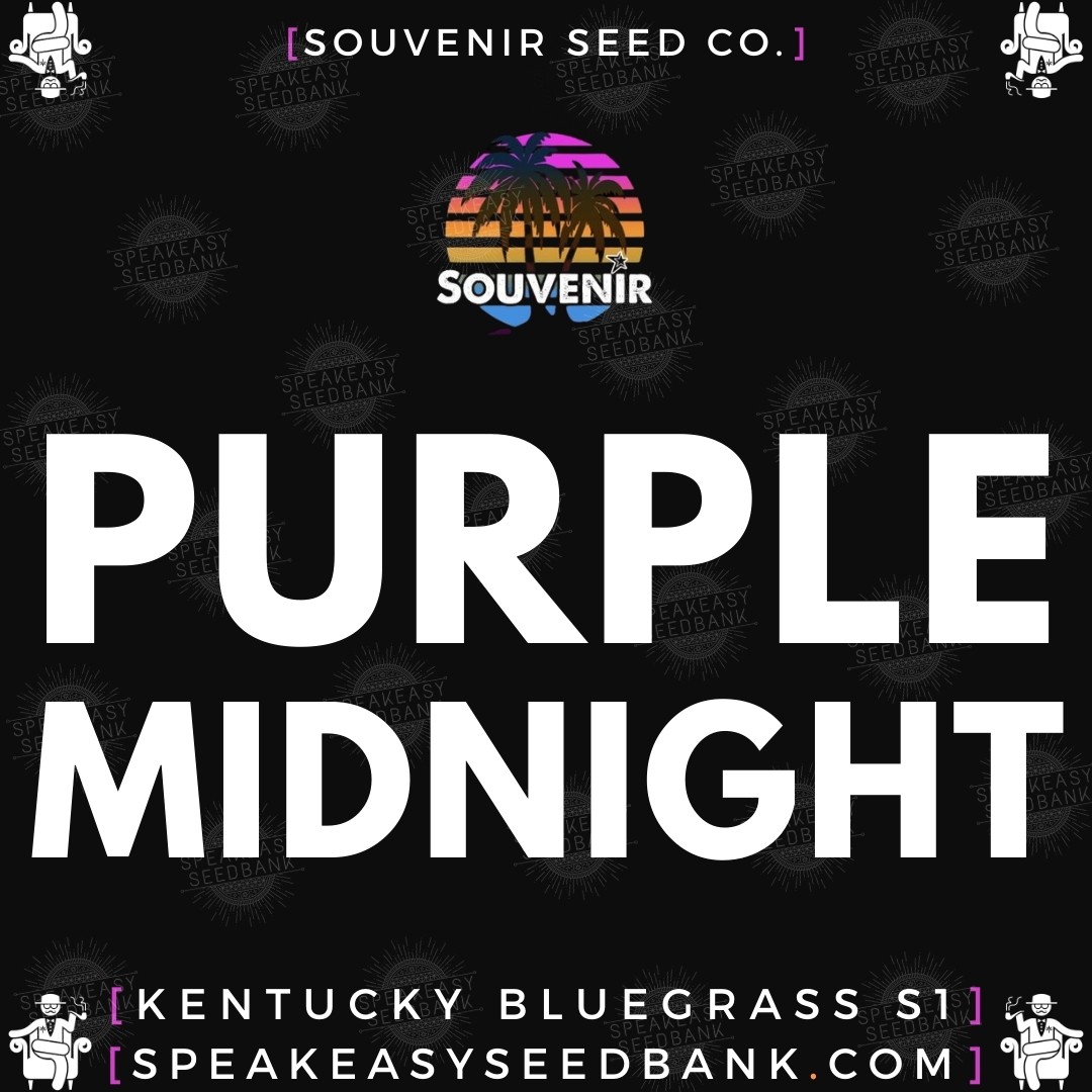 Speakeasy presents Purple Midnight by Souvenir Seed Co