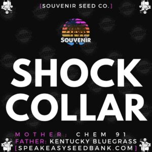 Speakeasy presents Shock Collar by Souvenir Seed Co