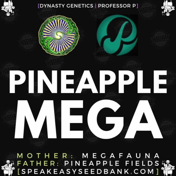 Speakeasy presents Pineapple Mega by Dynasty Genetics
