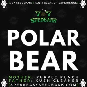 Speakeasy presents Polar Bear by 707 Seedbank