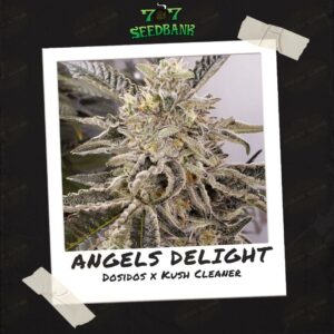 Angel's Delight by 707 Seedbank