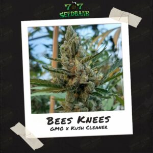 Bees Knees by 707 Seed Bank